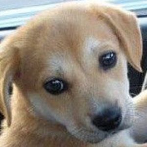 Meet your Posher, Grant